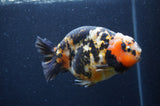 Milk Cow Ranchu  Calico 4.5 Inch (ID#401R10c-95) Free2Day SHIPPING