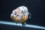 Jumbo Ranchu  Kirin 5 Inch (ID#1231R14a-108)