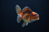 Juvenile Thai Oranda  Tricolor 3.5 Inch (ID#1112To13b-81) Free2Day SHIPPING