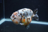 Jumbo Ranchu  Kirin 5 Inch (ID#1231R14a-108)