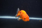 Juvenile Lionchu  Red White 3 Inch (ID#1227R11a-13) Free2Day SHIPPING