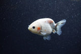 Baby Ranchu  Calico 3 Inch (ID#1206R9c-51) Free2Day SHIPPING