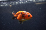 Juvenile Ranchu  Calico 3.5 Inch (ID#1220R9b-55) Free2Day SHIPPING