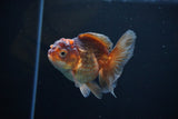 Juvenile Thai Oranda  Tricolor 3.5 Inch (ID#1112To13b-81) Free2Day SHIPPING