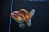 Juvenile Thai Oranda  Tricolor 3.5 Inch (ID#1112To13b-81) Free2Day SHIPPING