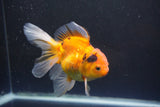 Thai Oranda  Calico 4.5 Inch (ID#1004Ry7a-3) Free2Day SHIPPING