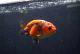 Juvenile Ranchu  Calico 3.5 Inch (ID#1220R9b-55) Free2Day SHIPPING