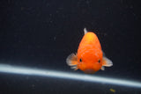 Juvenile Lionchu  Red White 3 Inch (ID#1227R11a-13) Free2Day SHIPPING