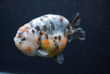 Jumbo Ranchu  Kirin 5 Inch (ID#1231R14a-108)