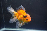 Thai Oranda  Calico 4.5 Inch (ID#1004Ry7a-3) Free2Day SHIPPING