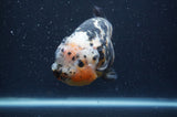 Milk Cow Ranchu  Calico 5 Inch (ID#401R10c-96) Free2Day SHIPPING