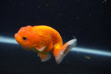 Juvenile Lionchu  Red White 3 Inch (ID#1227R11a-13) Free2Day SHIPPING