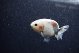 Baby Ranchu  Calico 3 Inch (ID#1206R9c-51) Free2Day SHIPPING