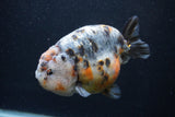 Jumbo Ranchu  Kirin 5 Inch (ID#1231R14a-108)