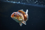 Juvenile Thai Oranda  Tricolor 3.5 Inch (ID#1112To13b-81) Free2Day SHIPPING