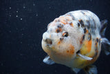 Jumbo Ranchu  Kirin 5 Inch (ID#1231R14a-108)