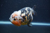 Milk Cow Ranchu  Calico 5 Inch (ID#401R10c-96) Free2Day SHIPPING