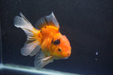 Thai Oranda  Calico 4.5 Inch (ID#1004Ry7a-3) Free2Day SHIPPING