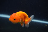 Juvenile Lionchu  Red White 3 Inch (ID#1227R11a-13) Free2Day SHIPPING