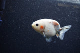 Baby Ranchu  Calico 3 Inch (ID#1206R9c-51) Free2Day SHIPPING