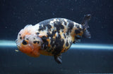 Milk Cow Ranchu  Calico 5 Inch (ID#401R10c-96) Free2Day SHIPPING