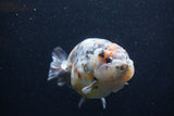 Jumbo Ranchu  Kirin 5 Inch (ID#1231R14a-108)