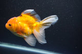 Thai Oranda  Calico 4.5 Inch (ID#1004Ry7a-3) Free2Day SHIPPING