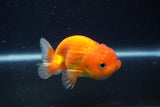 Juvenile Lionchu  Red White 3 Inch (ID#1227R11a-13) Free2Day SHIPPING