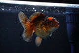 Juvenile Thai Oranda  Tricolor 3.5 Inch (ID#1112To13b-81) Free2Day SHIPPING