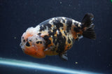 Milk Cow Ranchu  Calico 5 Inch (ID#401R10c-96) Free2Day SHIPPING