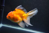 Thai Oranda  Calico 4.5 Inch (ID#1004Ry7a-3) Free2Day SHIPPING