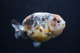 Jumbo Ranchu  Kirin 5 Inch (ID#1231R14a-108)