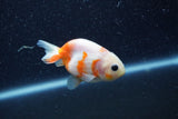 Baby Ranchu  Sakura 3 Inch (ID#1206R9c-52) Free2Day SHIPPING