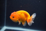 Juvenile Lionchu  Red White 3 Inch (ID#1227R11a-13) Free2Day SHIPPING