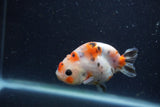 Juvenile Ranchu  Calico 3 Inch (ID#1220R9b-56) Free2Day SHIPPING