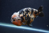 Milk Cow Ranchu  Calico 5 Inch (ID#401R10c-96) Free2Day SHIPPING