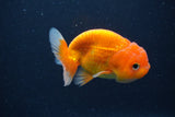 Juvenile Lionchu  Red White 3 Inch (ID#1227R11a-13) Free2Day SHIPPING