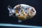 Jumbo Ranchu  Kirin 5 Inch (ID#1231R14a-108)