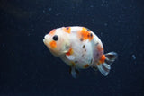 Juvenile Ranchu  Calico 3 Inch (ID#1220R9b-56) Free2Day SHIPPING