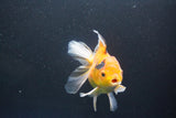 Thai Oranda  Calico 4.5 Inch (ID#1004Ry7a-3) Free2Day SHIPPING