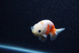 Baby Ranchu  Sakura 3 Inch (ID#1206R9c-52) Free2Day SHIPPING