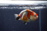 Juvenile Ranchu  Calico 3 Inch (ID#1220R9b-56) Free2Day SHIPPING