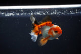 Juvenile Thai Oranda  Tricolor 3 Inch (ID#1112To13b-82) Free2Day SHIPPING