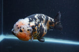 Milk Cow Ranchu  Calico 5 Inch (ID#401R10c-96) Free2Day SHIPPING