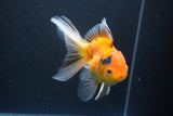 Thai Oranda  Calico 4.5 Inch (ID#1004Ry7a-3) Free2Day SHIPPING