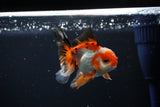 Juvenile Thai Oranda  Tricolor 3 Inch (ID#1112To13b-82) Free2Day SHIPPING