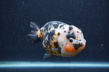 Milk Cow Ranchu  Calico 5 Inch (ID#401R10c-96) Free2Day SHIPPING