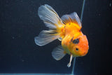 Thai Oranda  Calico 4.5 Inch (ID#1004Ry7a-3) Free2Day SHIPPING