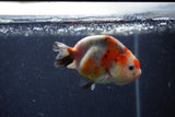 Juvenile Ranchu  Calico 3 Inch (ID#1220R9b-56) Free2Day SHIPPING