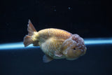 Ranchu  Lavender 3.5 Inch (ID#221R8c-54) Free2Day SHIPPING